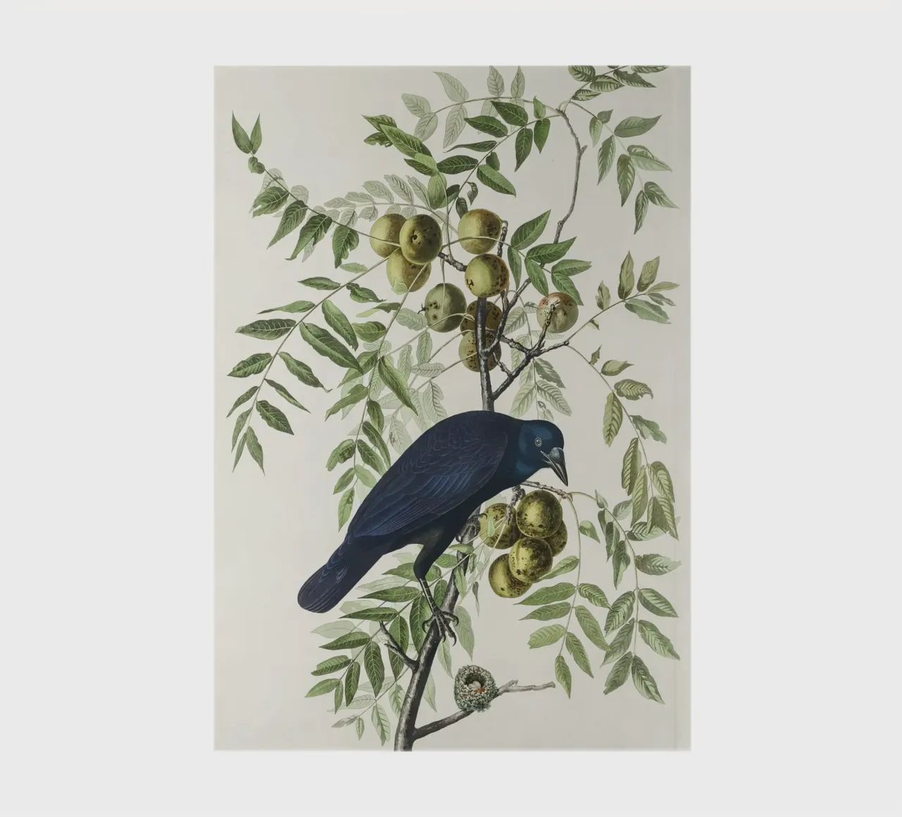 American Crow notebook by vintageshop