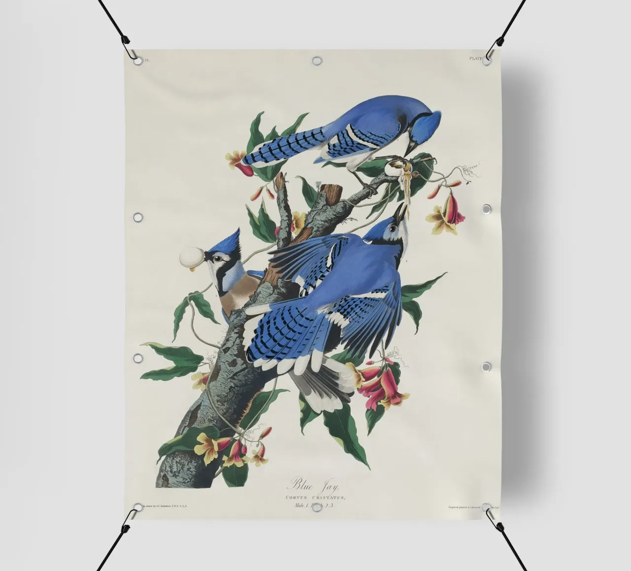 Blue Jay from Birds telo in pvc da vintageshop