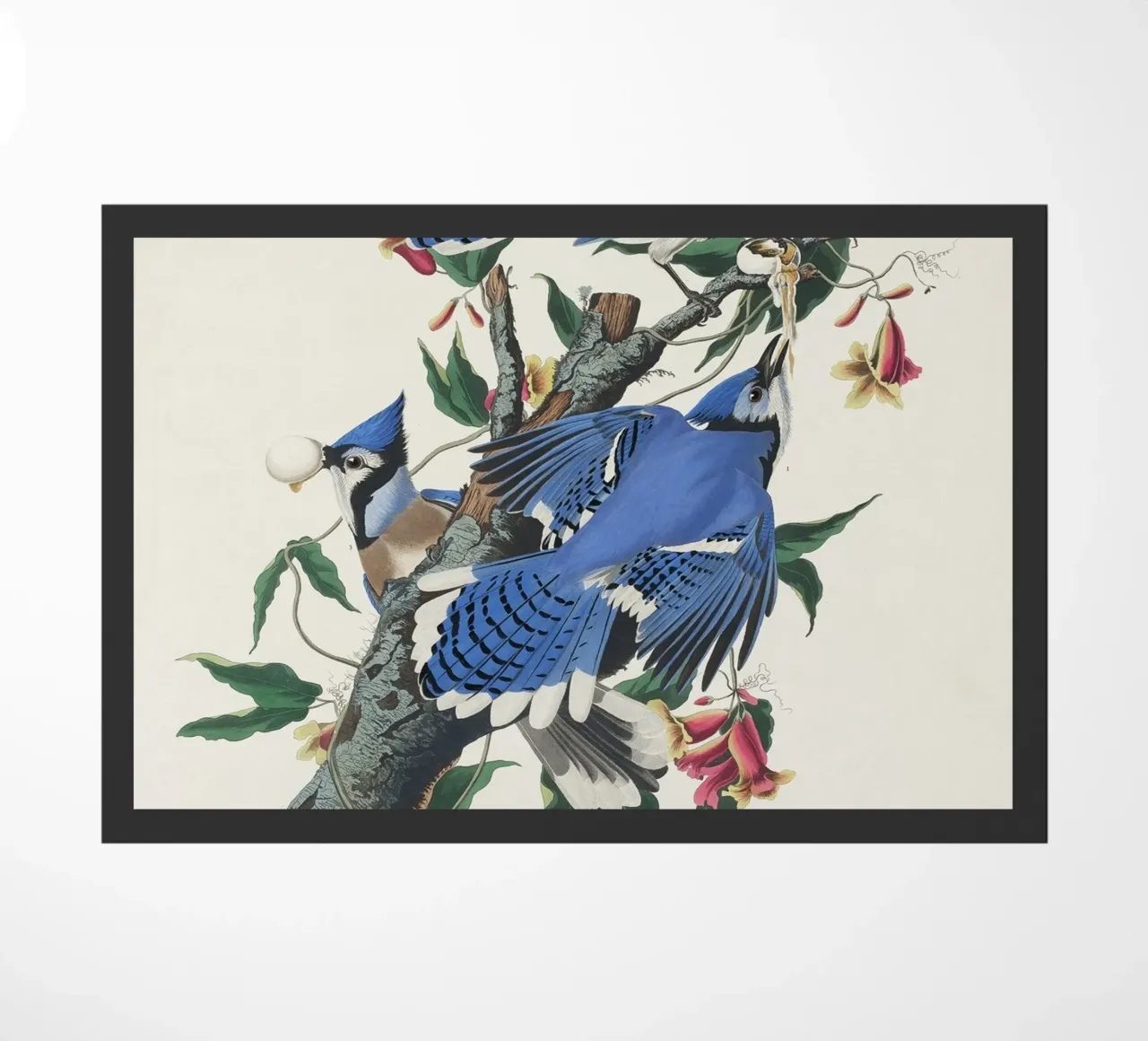 Blue Jay from Birds zerbino da vintageshop
