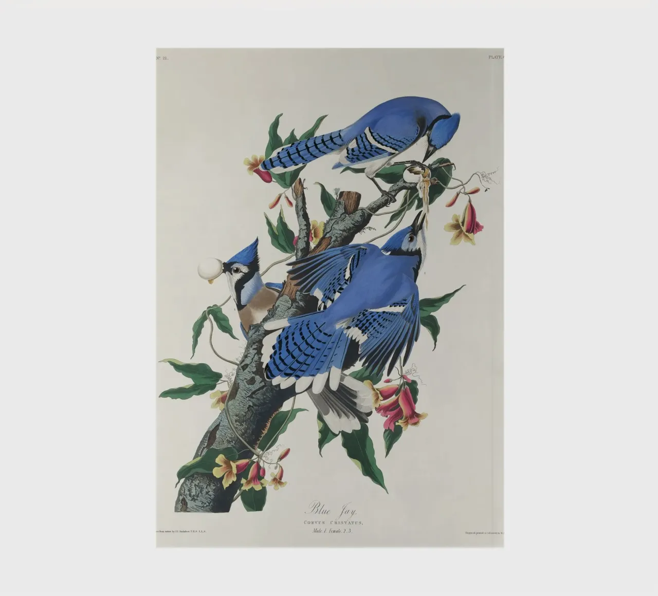 Blue Jay from Birds notebook by vintageshop