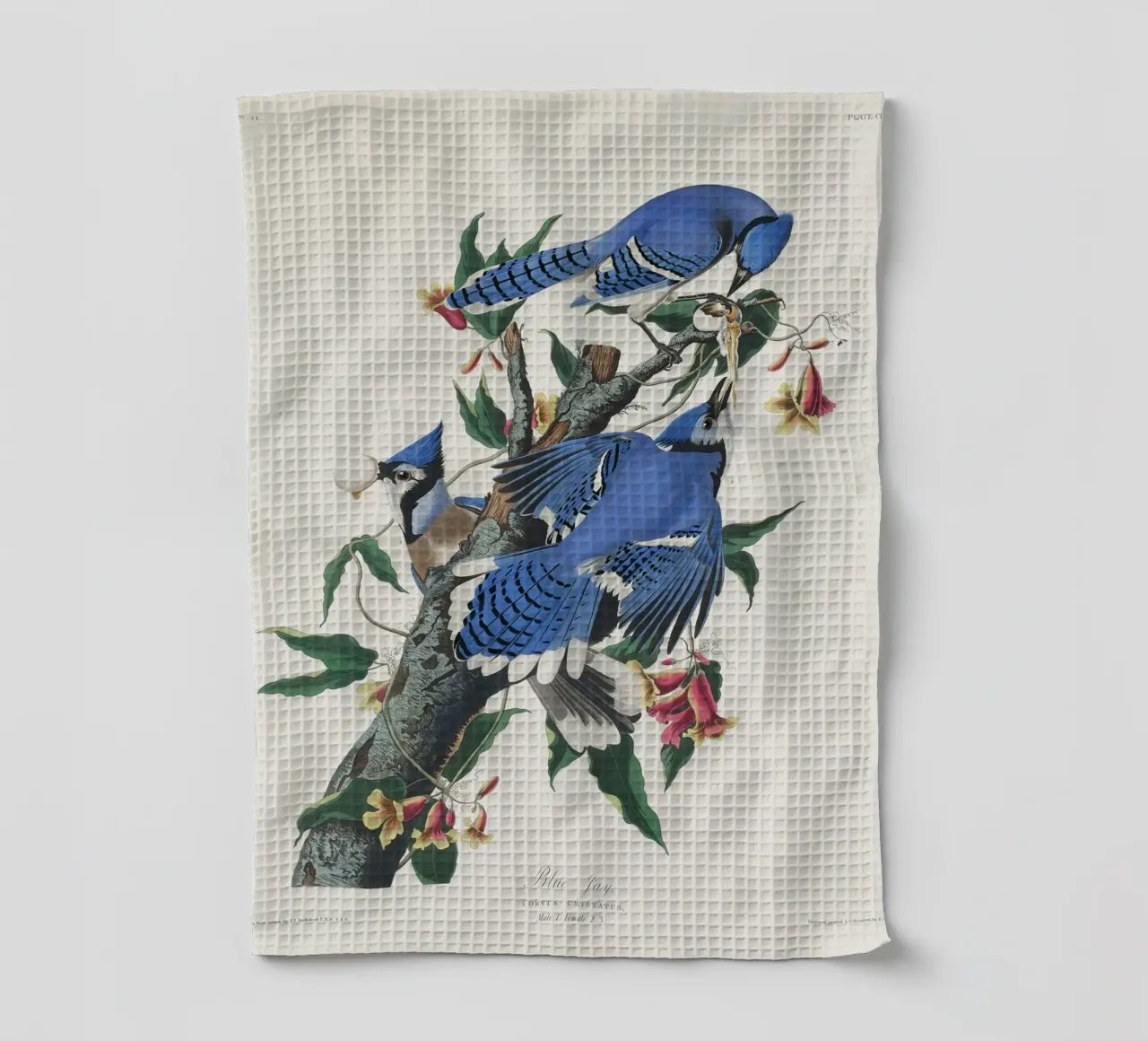 Blue Jay from Birds canovaccio da cucina da vintageshop
