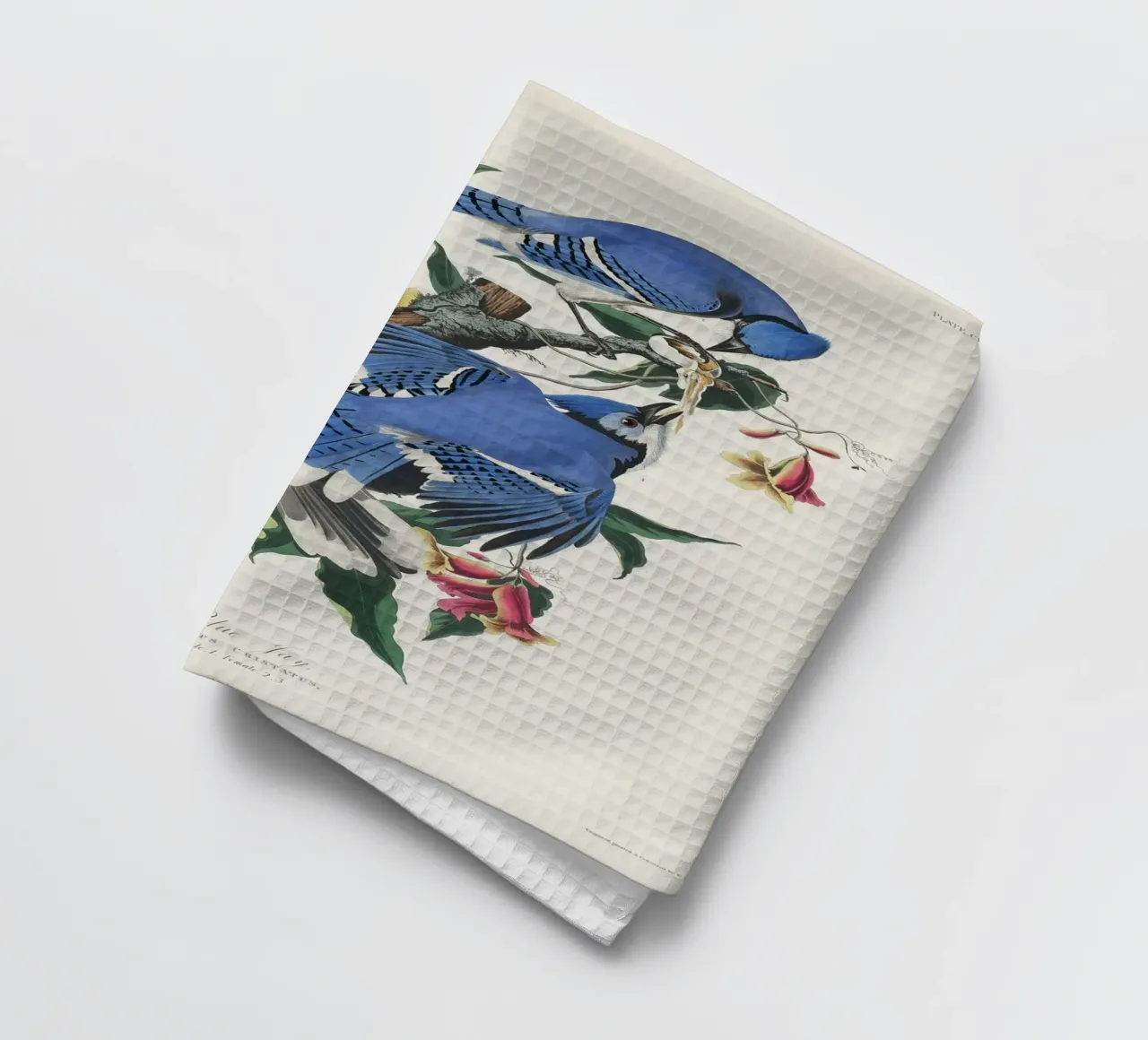 Blue Jay from Birds canovaccio da cucina da vintageshop