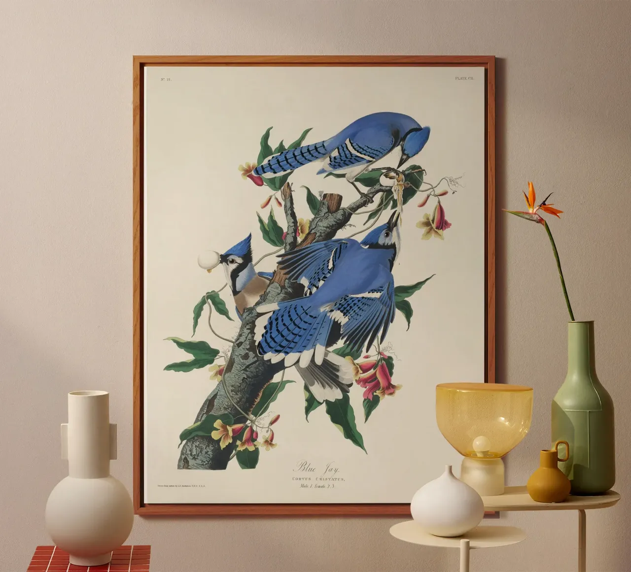 Blue Jay from Birds alluminio dibond da vintageshop