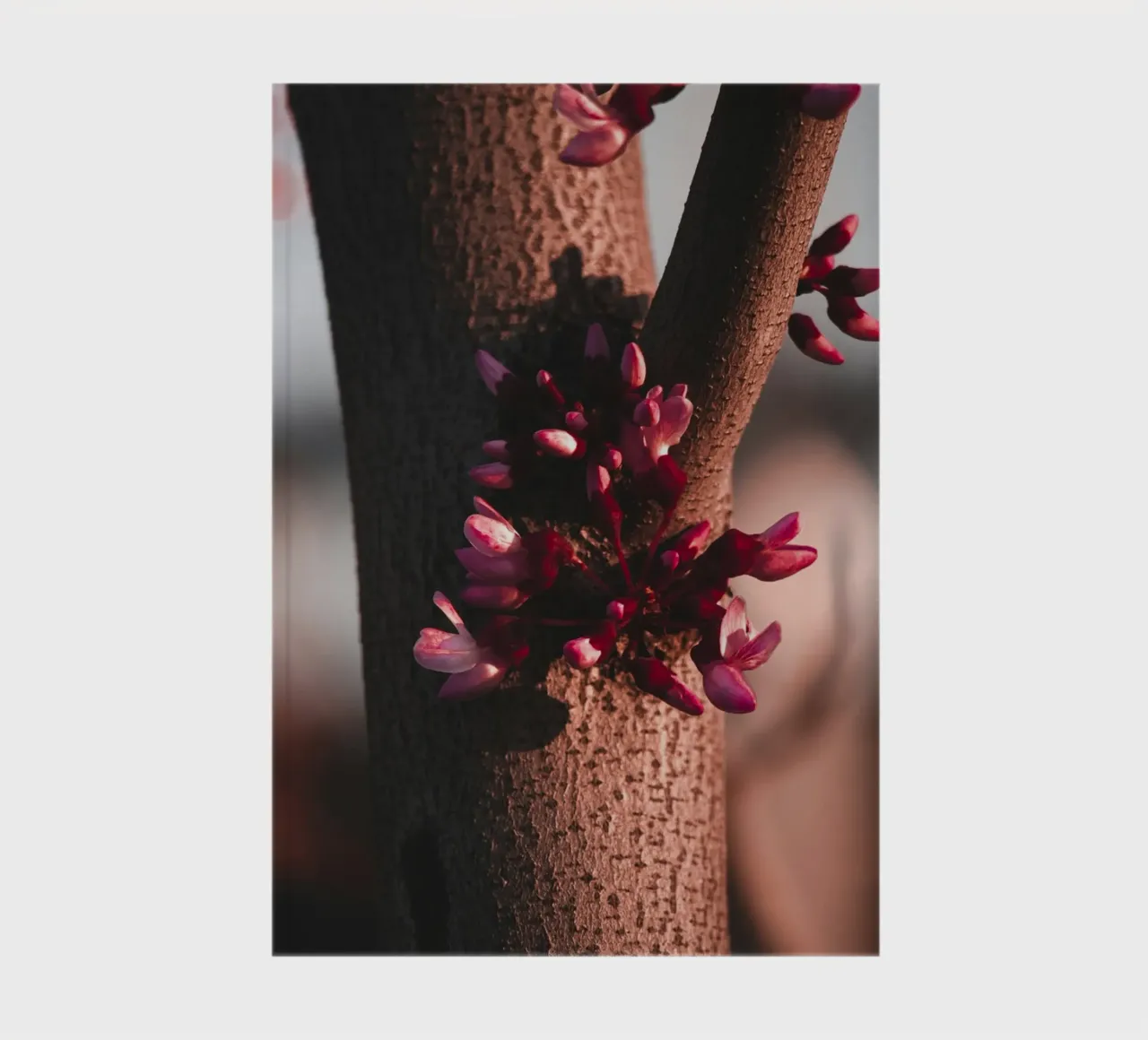 tree trunk notebook by Earthly Visions