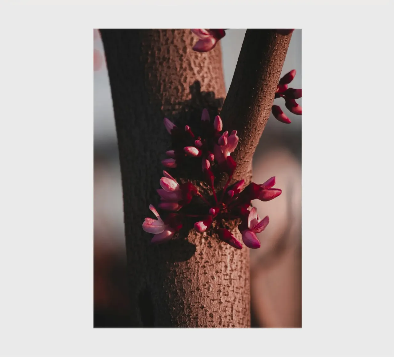 tronco d'albero diario da Earthly Visions
