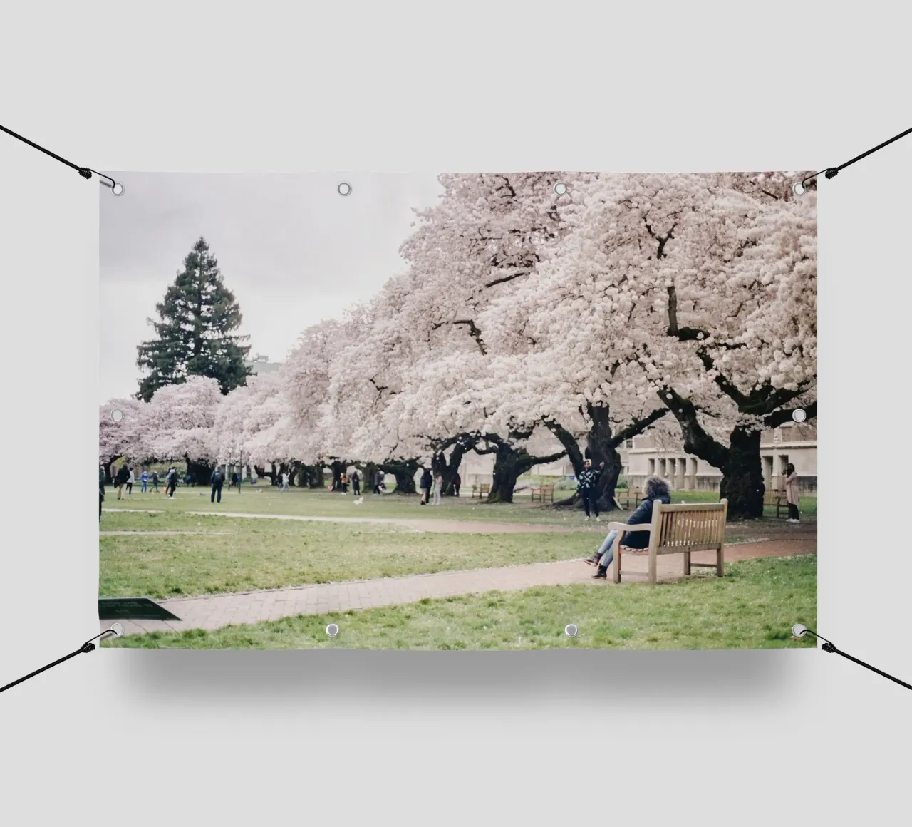 alberi di ciliegio in fiore erba verde telo in pvc da Earthly Visions