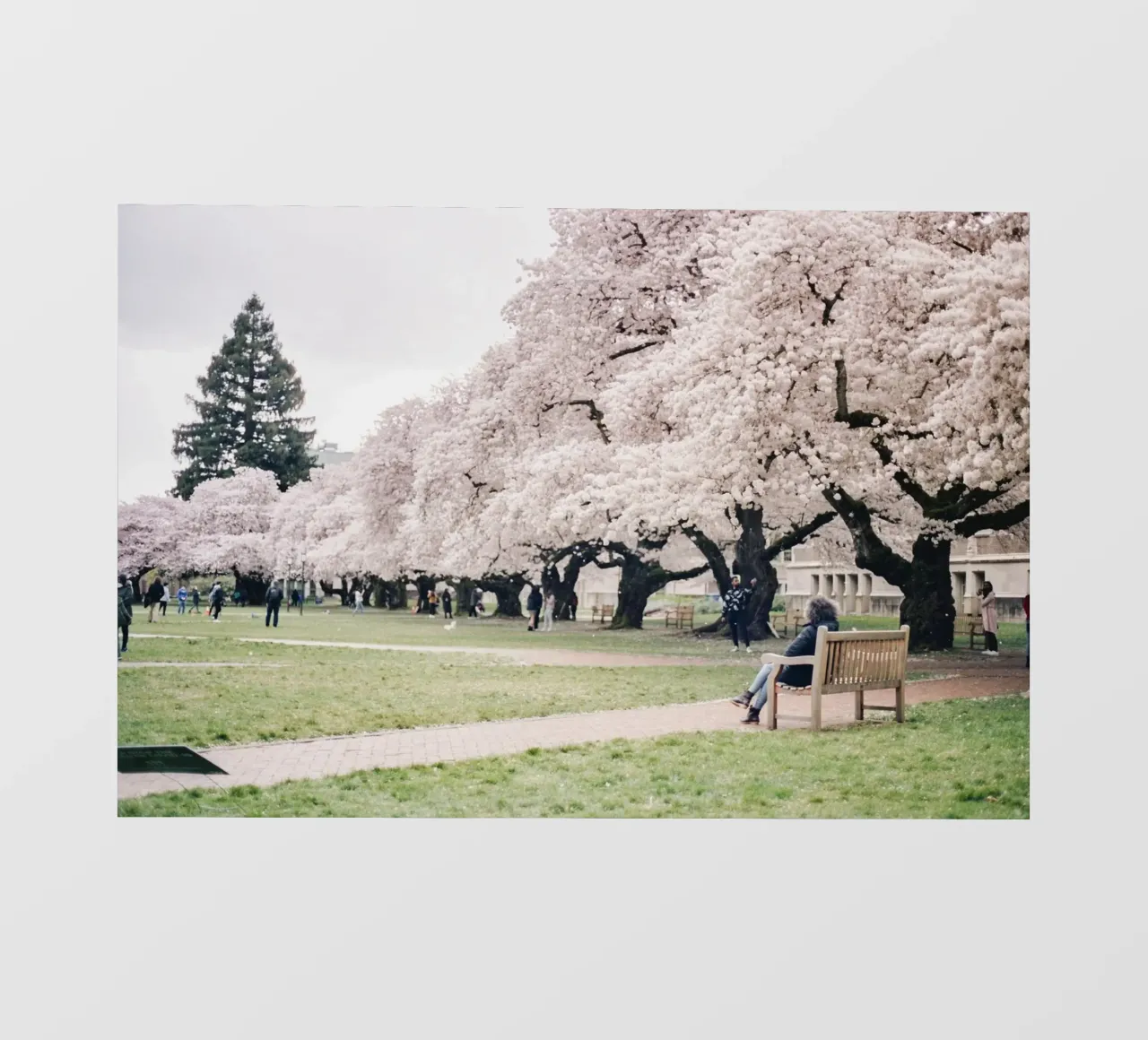alberi di ciliegio in fiore erba verde telo in pvc da Earthly Visions