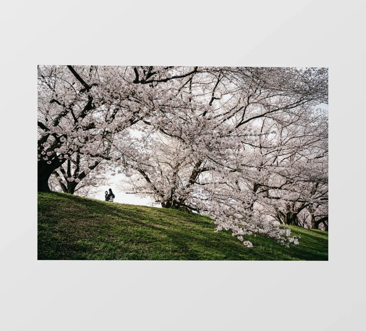 alberi in fiore pellicola backlit da Earthly Visions