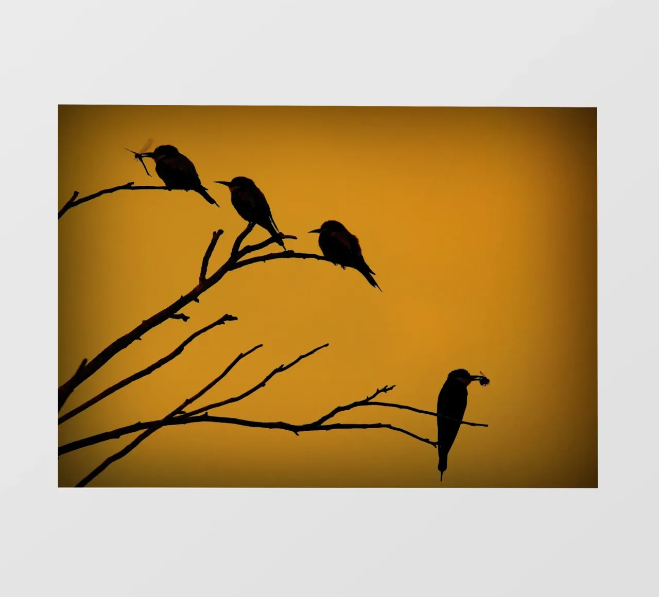 Bijeneters in de schemering fotobehang van PhotoVibe Decor