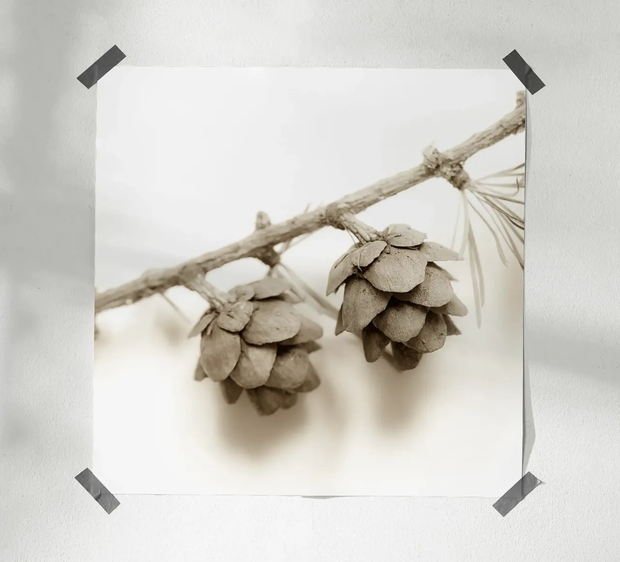 Coni di larice in seppia poster con telaio in legno da PhotoVibe Decor