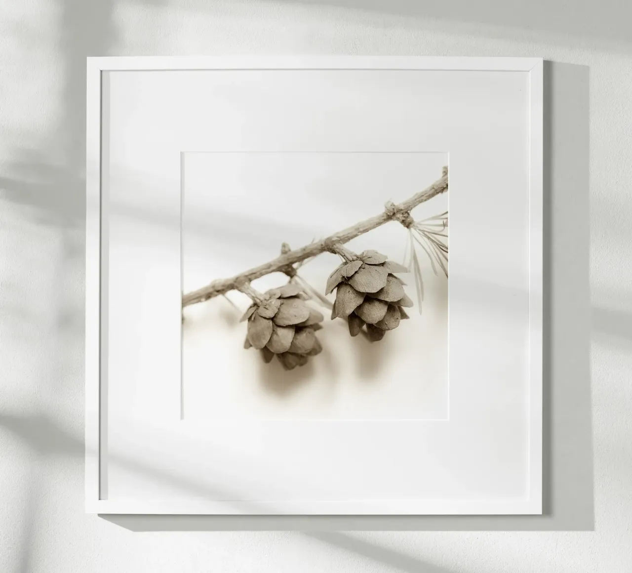 Coni di larice in seppia poster con telaio in legno da PhotoVibe Decor