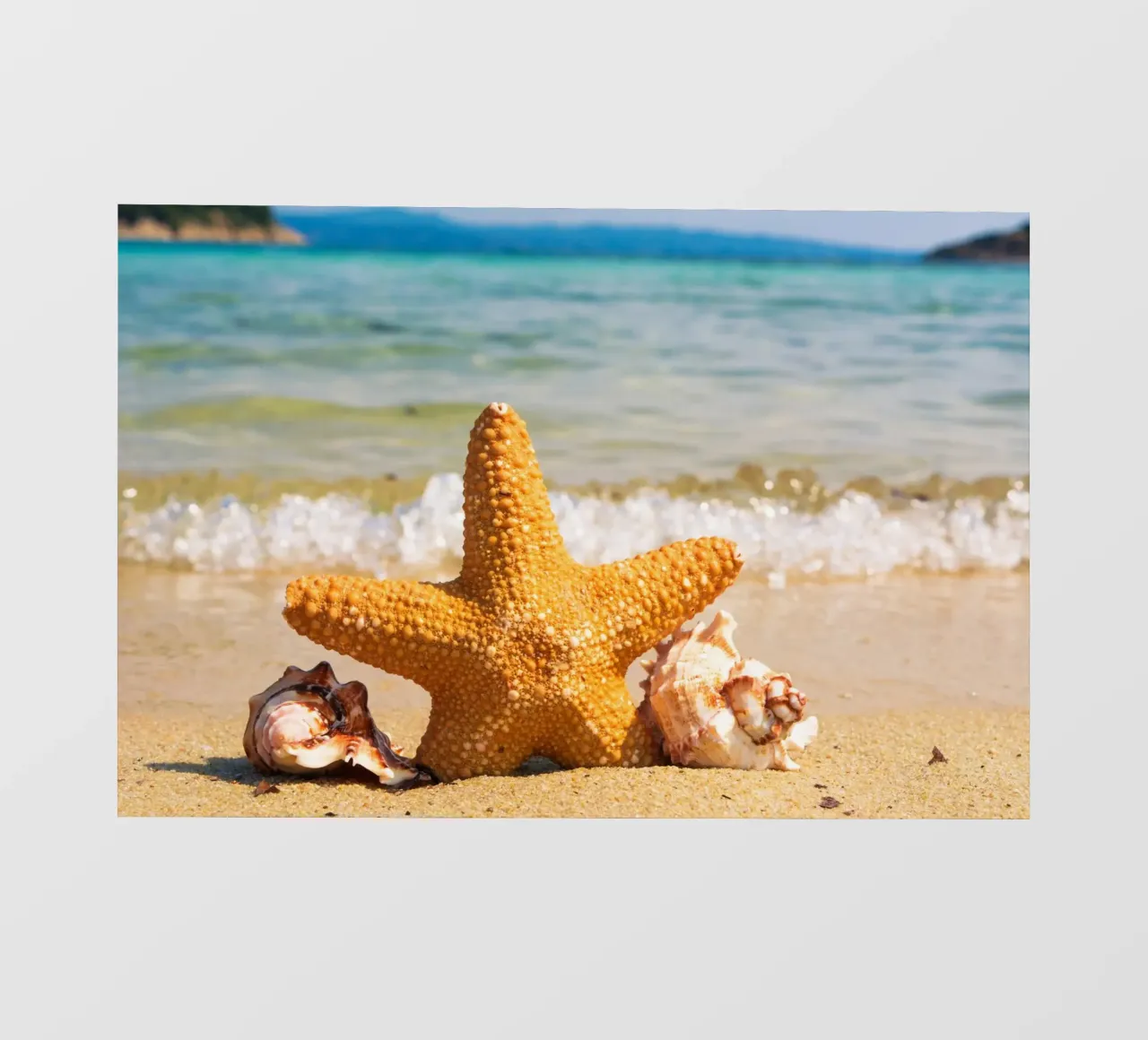 Stelle e conchiglie su una spiaggia assolata pellicola backlit da PhotoVibe Decor