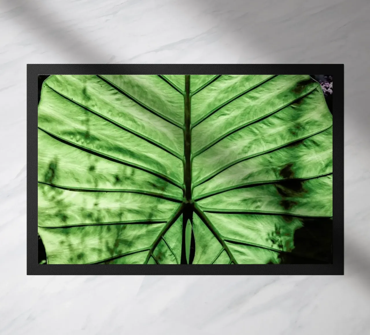 Lig zerbino da Shot By Clint