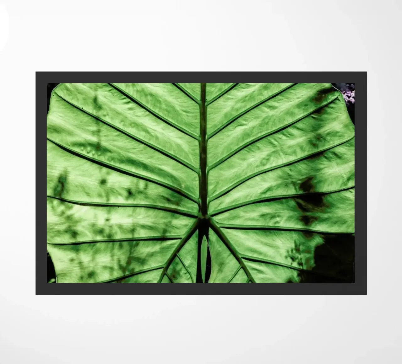 Lig zerbino da Shot By Clint