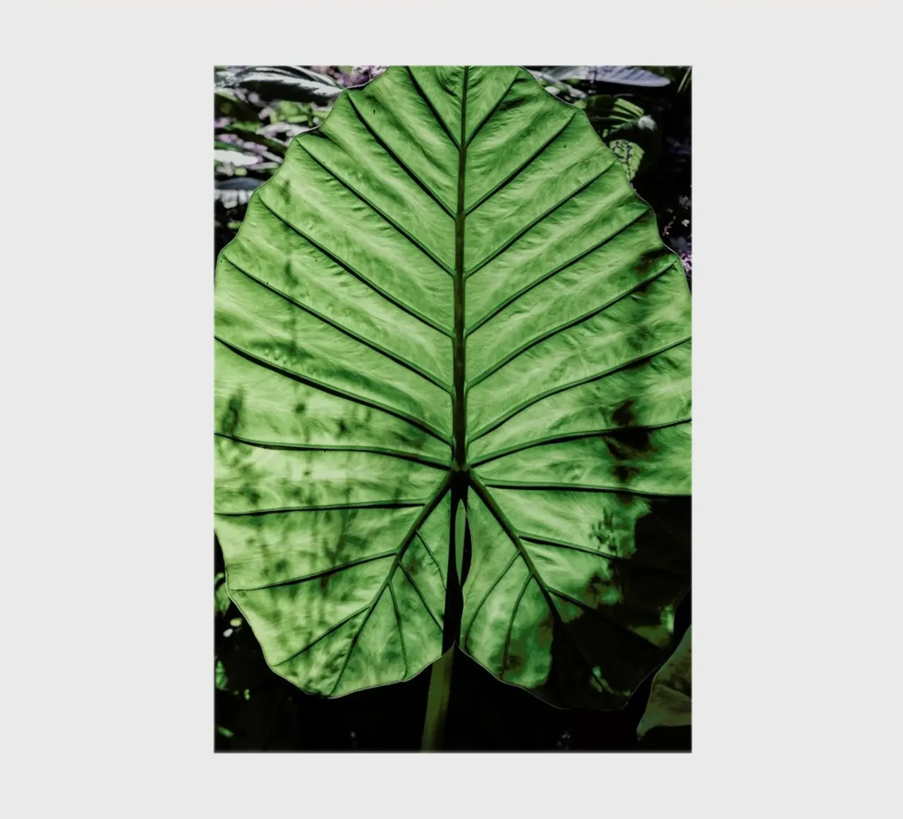 Lig notebook by Shot By Clint