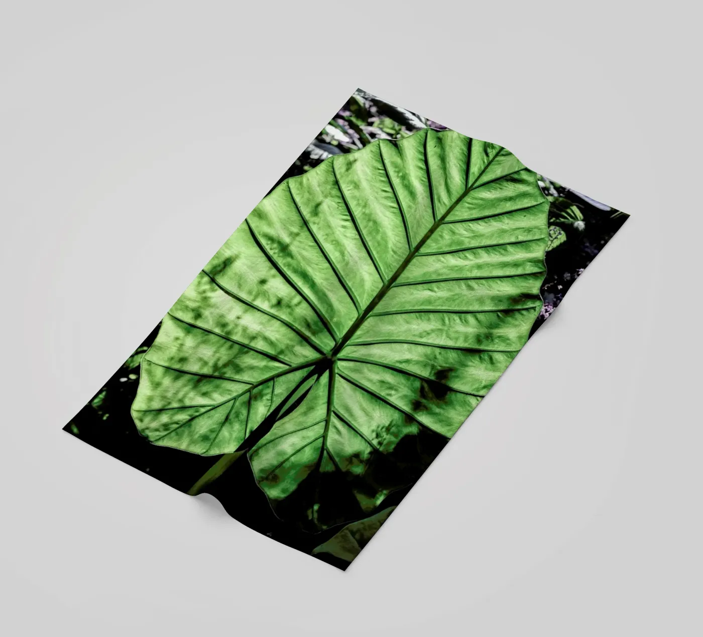 Lig telo mare da Shot By Clint