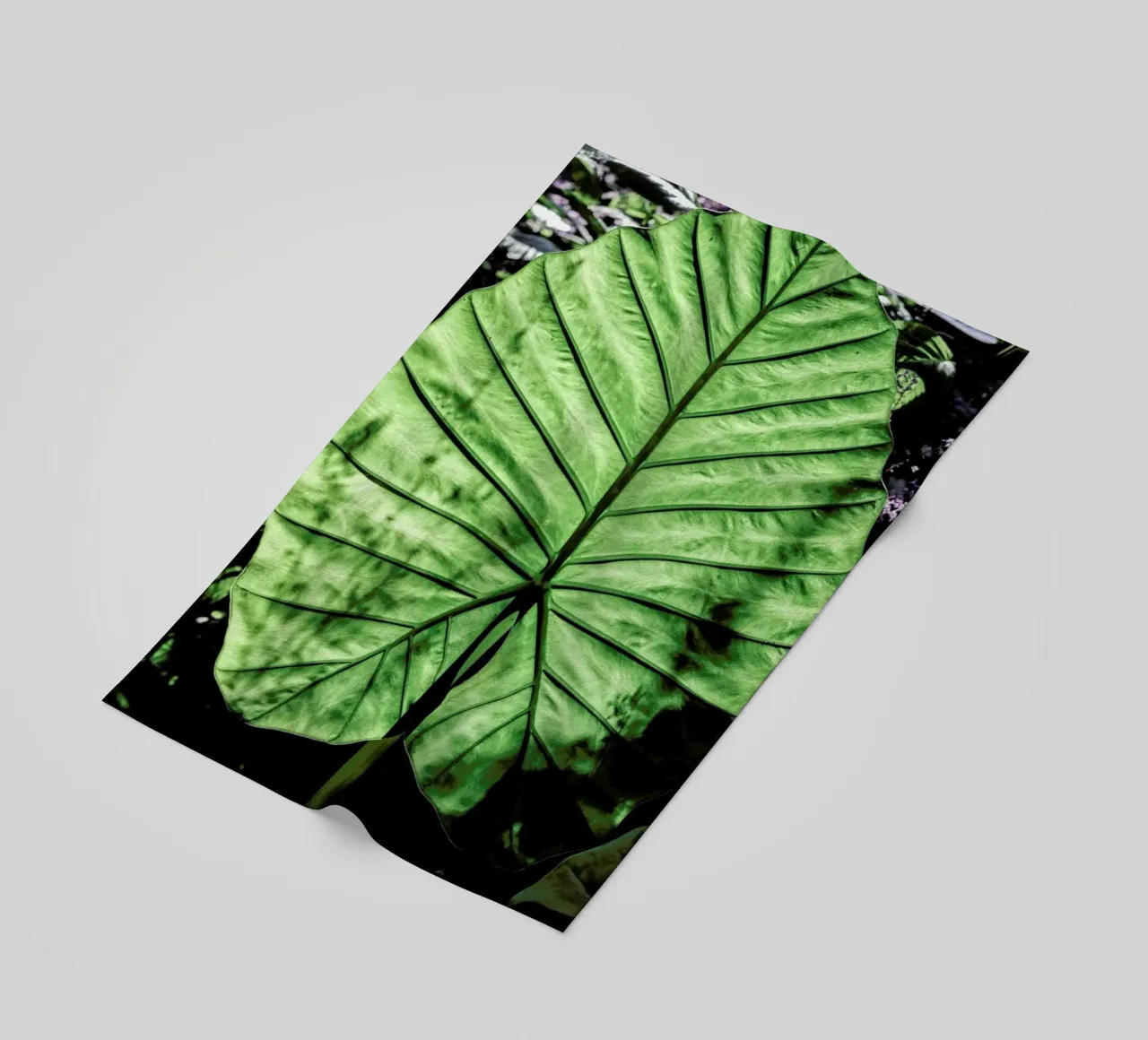 Lig telo mare da Shot By Clint