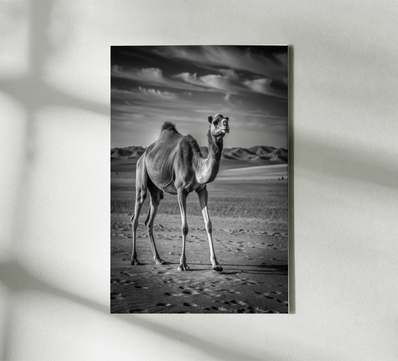 cammello fotografia animale in bianco e nero tela con Cornice a cassetta da kanayaa