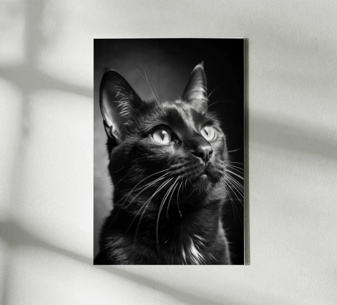 gatto fotografia animale in bianco e nero tela con Cornice a cassetta da kanayaa