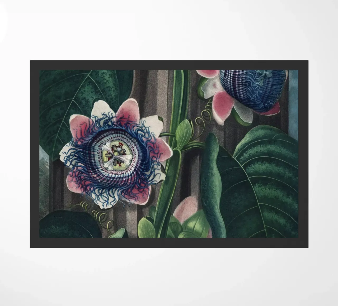 Vintage Thornton 4 Quadrangular Passion zerbino da Vintage Print Collection