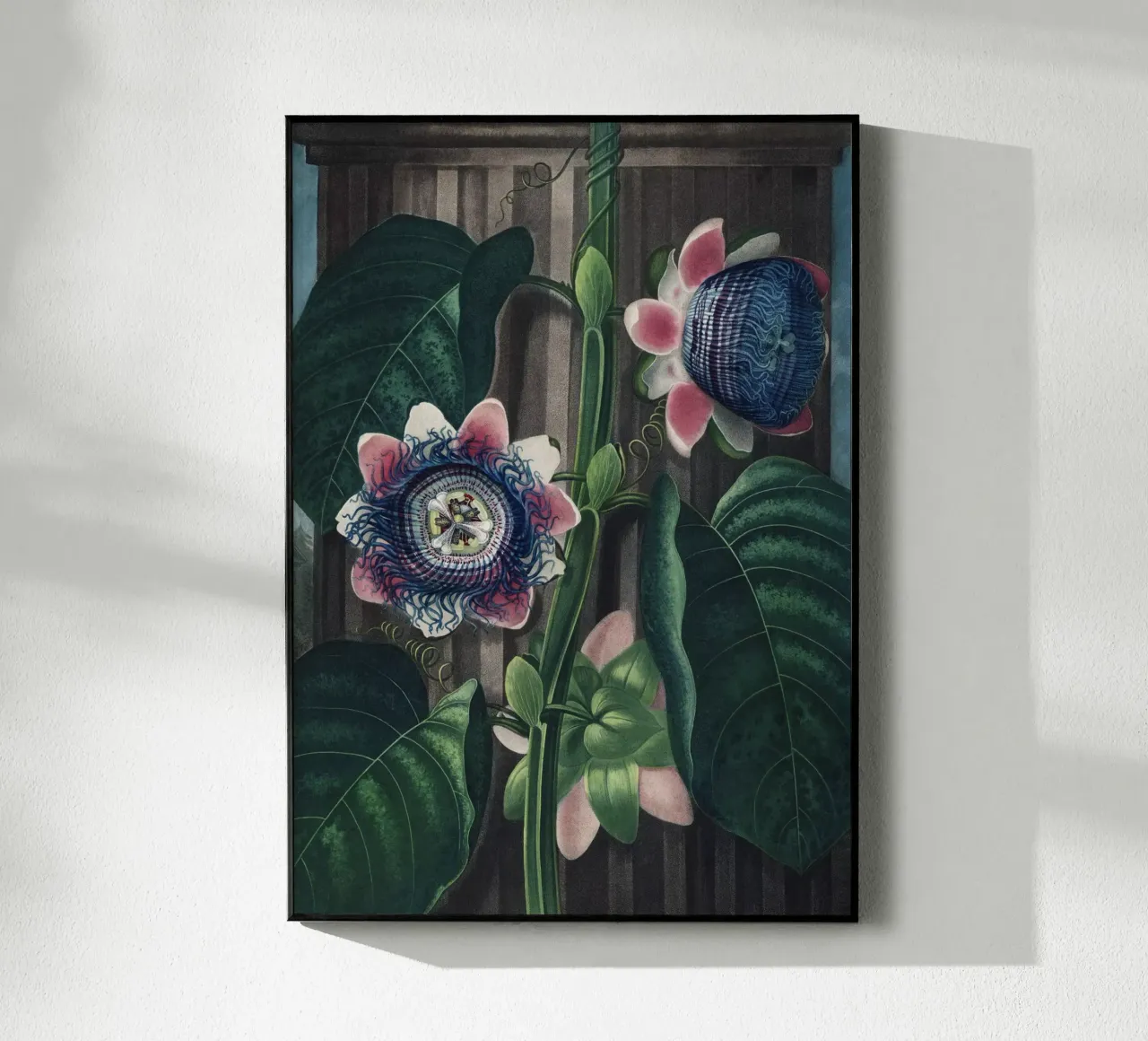 Vintage Thornton 4 Quadrangular Passion plexiglass da Vintage Print Collection