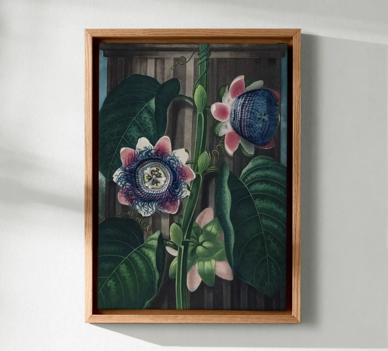 Vintage Thornton 4 Quadrangular Passion canvas by Vintage Print Collection