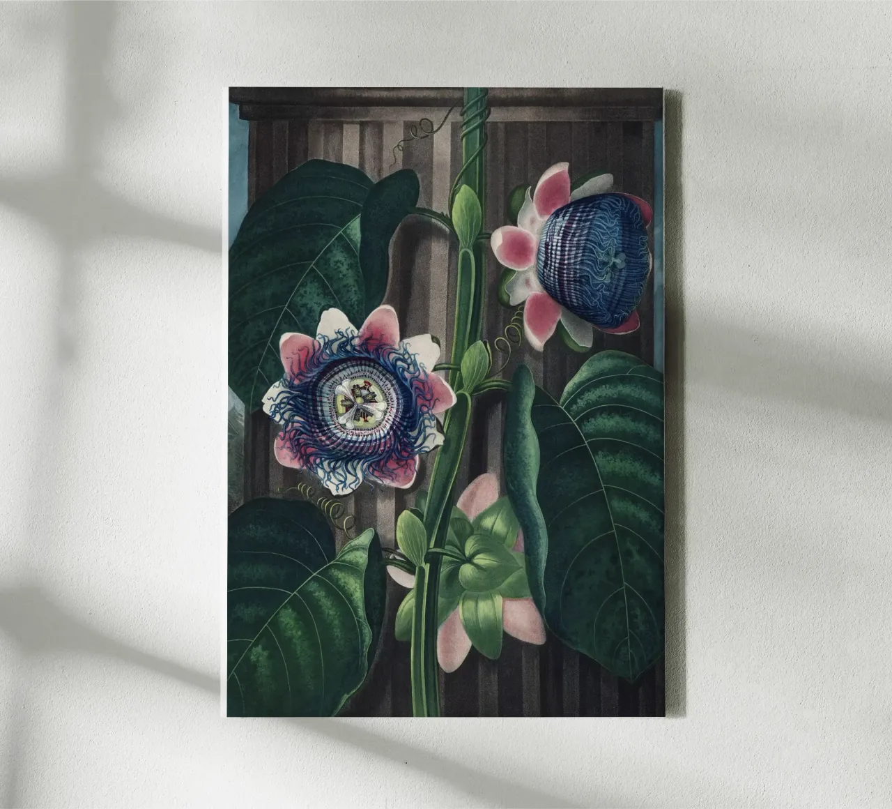 Vintage Thornton 4 Quadrangular Passion canvas by Vintage Print Collection