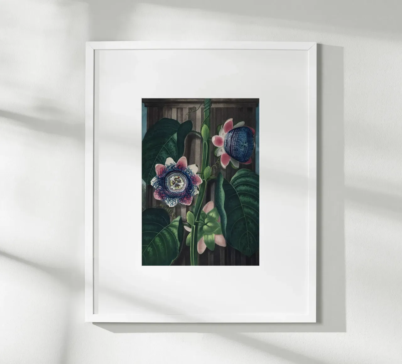 Vintage Thornton 4 Quadrangular Passion carta hahnemühle da Vintage Print Collection