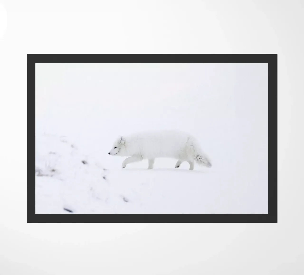 Lone Explorer zerbino da EyeEm Mobile GmbH