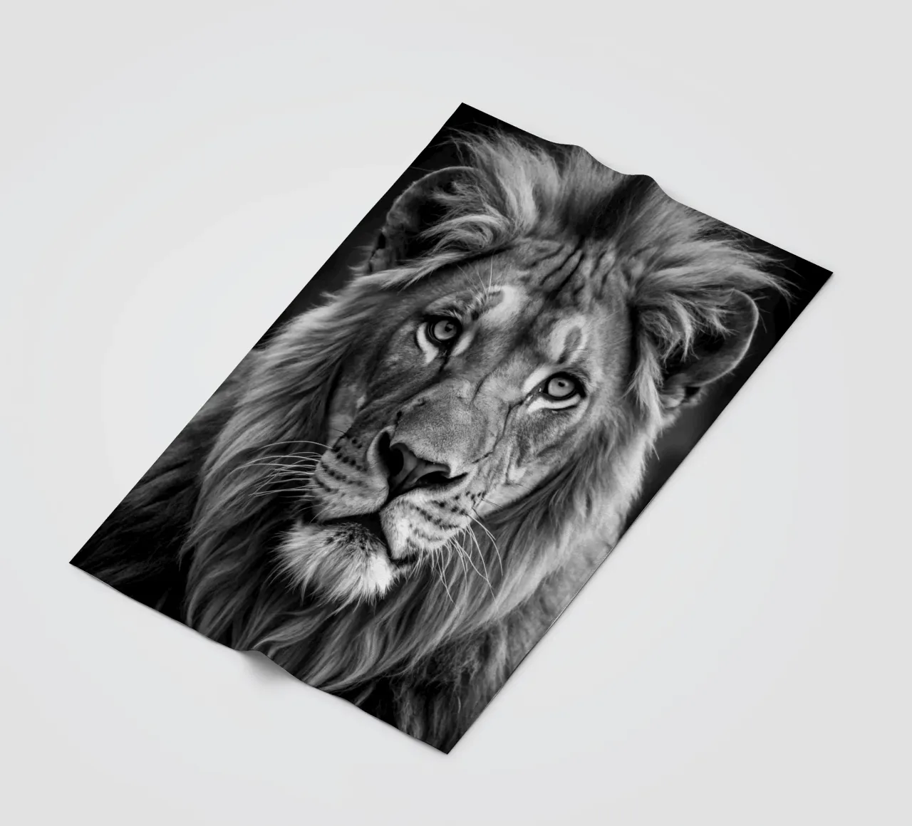 lion face black and white animal photography fleece blanket by kanayaa