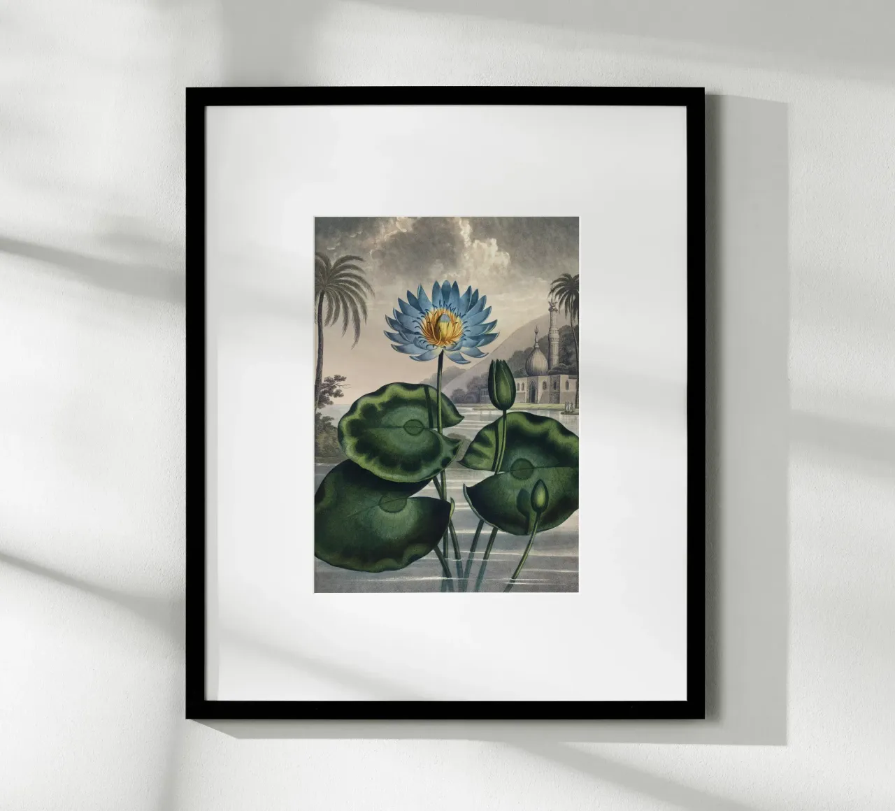 Vintage Thornton 5 Water Lily poster con telaio in alluminio da Vintage Print Collection