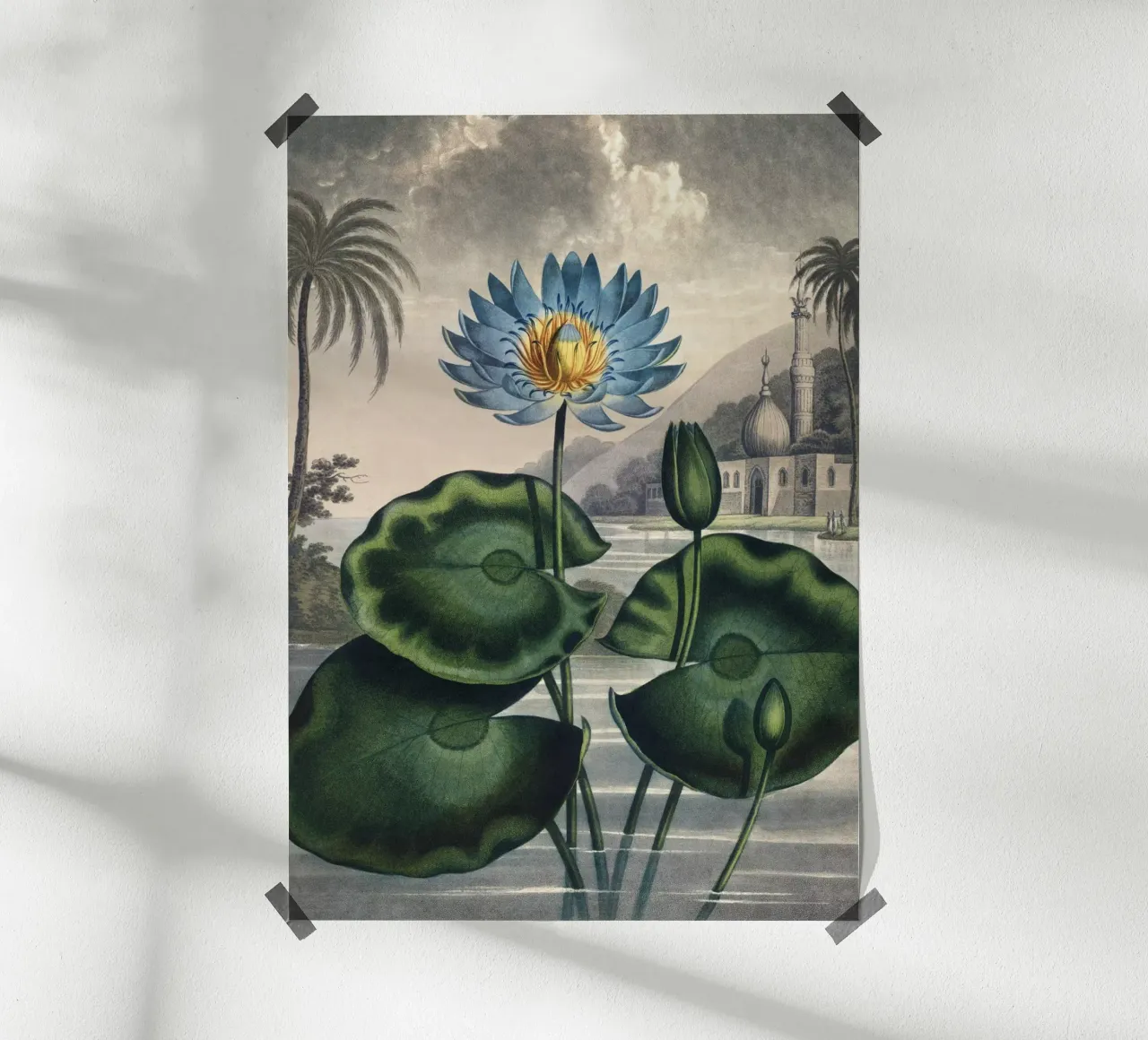 Vintage Thornton 5 Water Lily poster con telaio in alluminio da Vintage Print Collection