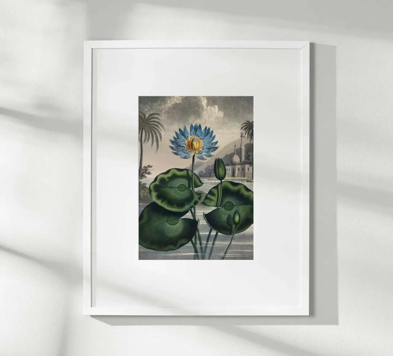 Vintage Thornton 5 Water Lily poster con telaio in alluminio da Vintage Print Collection