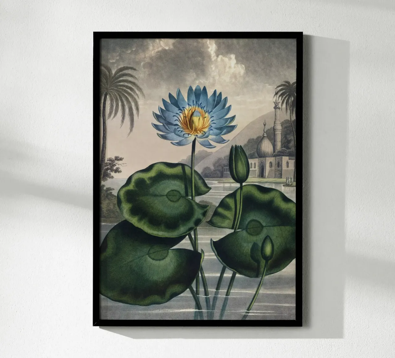 Vintage Thornton 5 Water Lily poster con telaio in alluminio da Vintage Print Collection