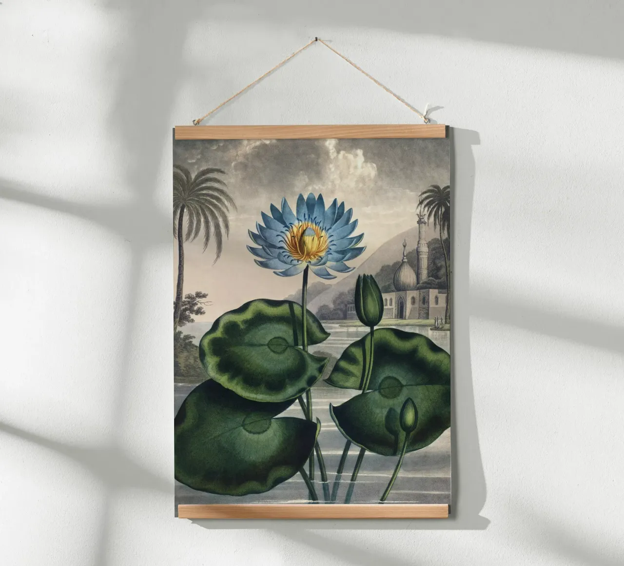 Vintage Thornton 5 Water Lily poster con telaio in alluminio da Vintage Print Collection