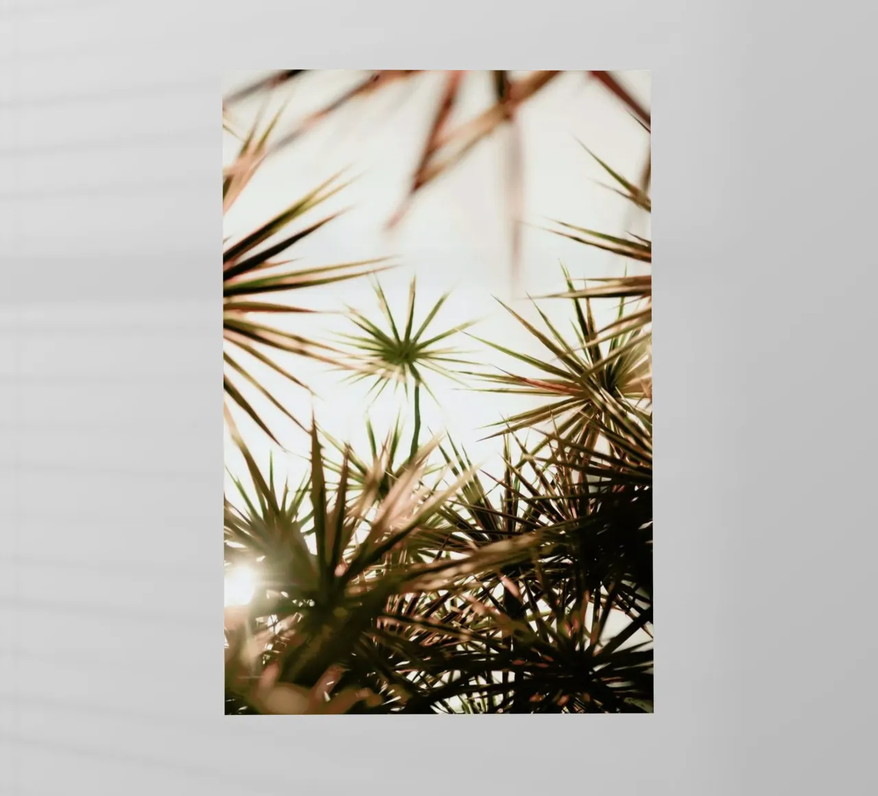 Starlight pellicola backlit da Shot By Clint