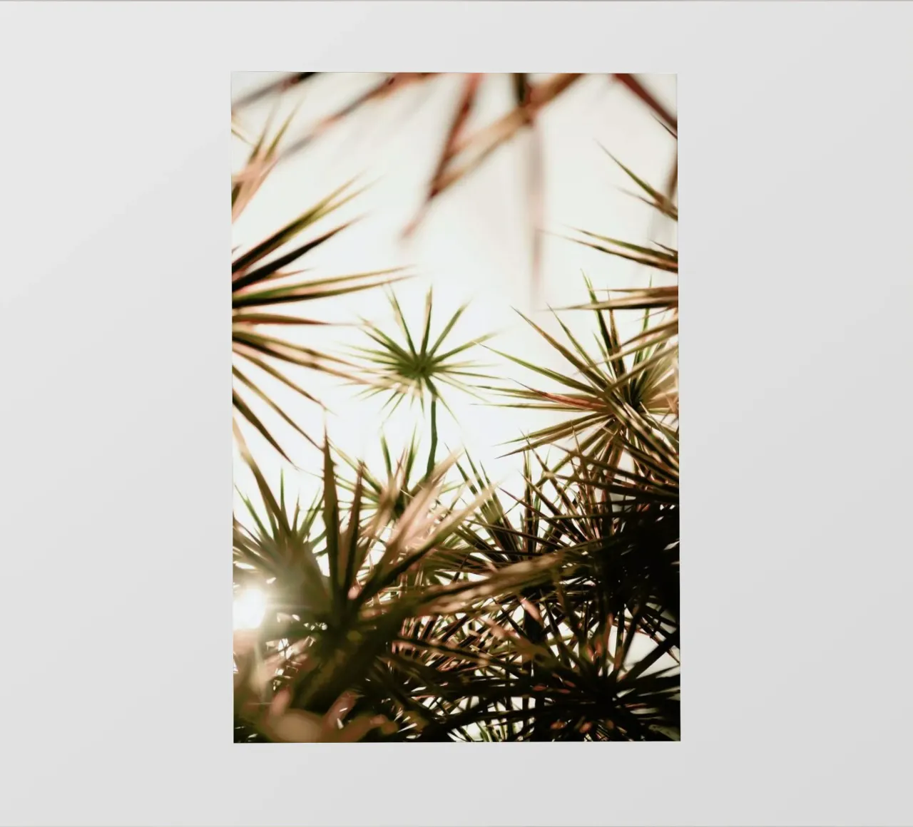 Starlight pellicola backlit da Shot By Clint