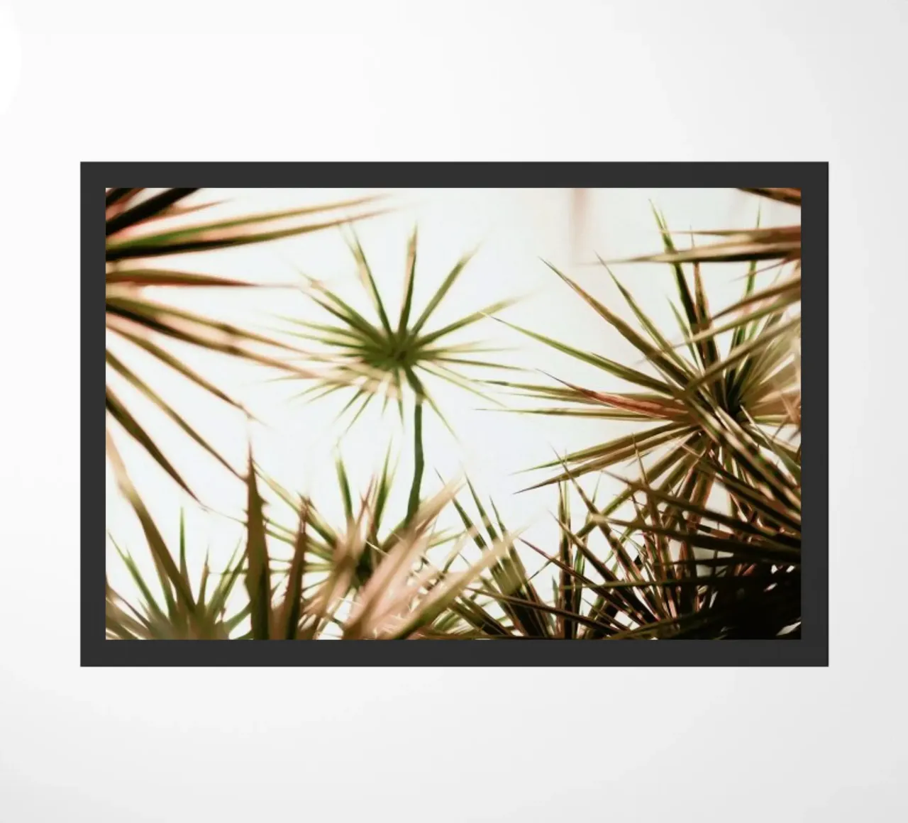 Starlight zerbino da Shot By Clint