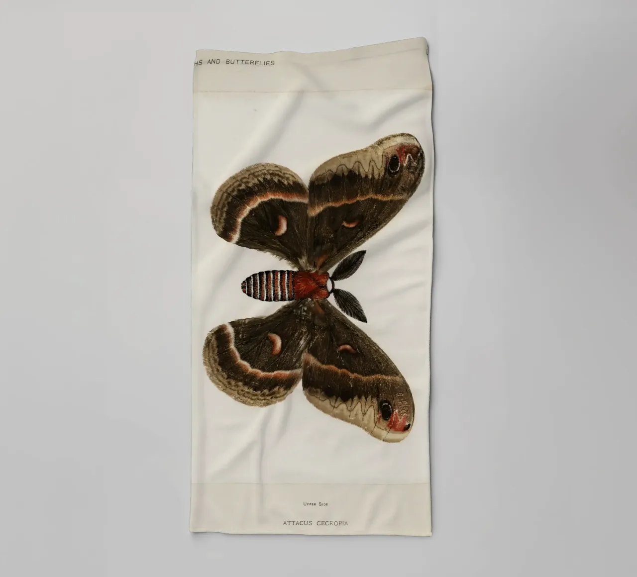 Cecropia Moth  Butterflies asciugamano da bagno da vintageshop