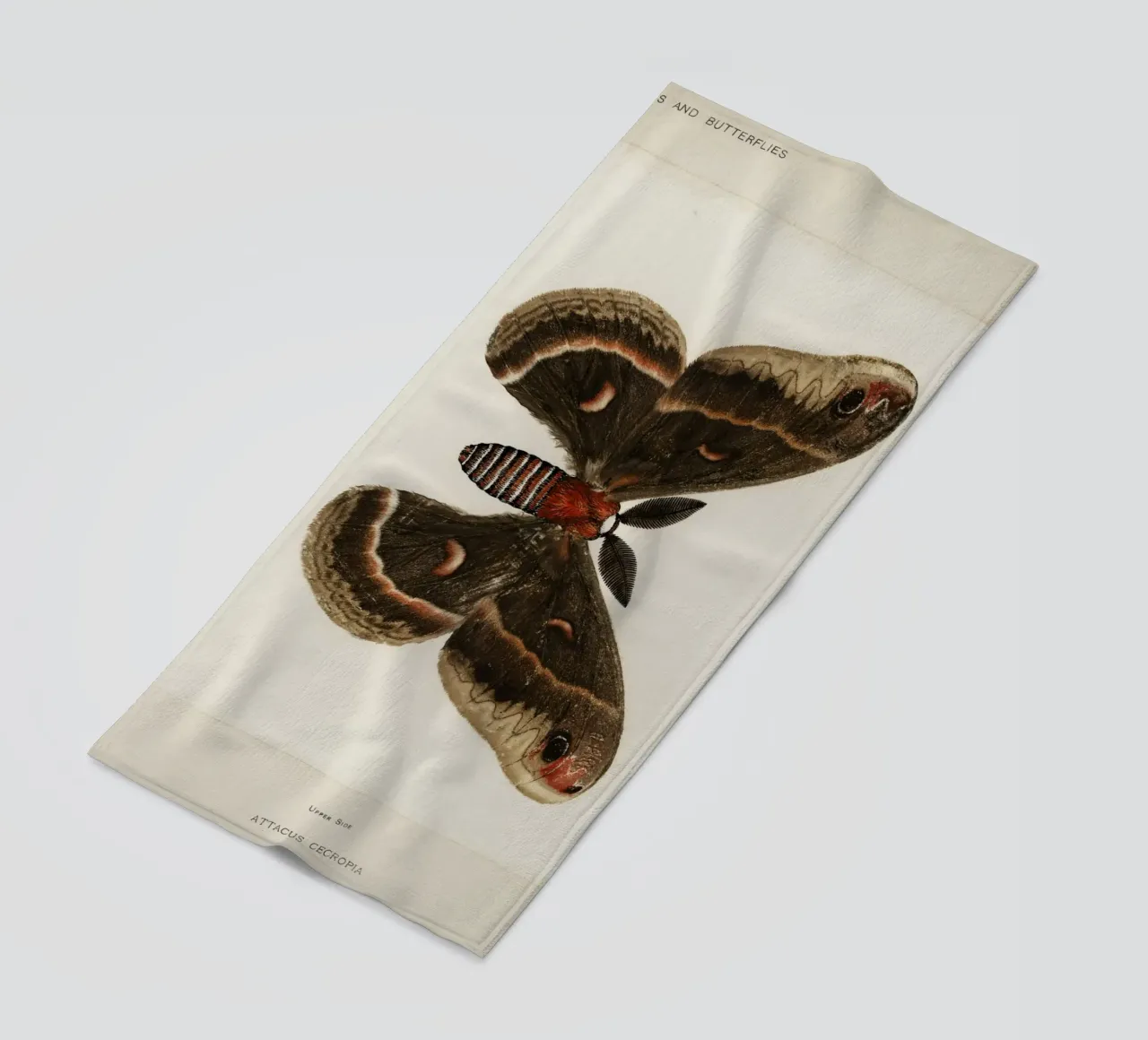 Cecropia Moth  Butterflies telo mare da vintageshop