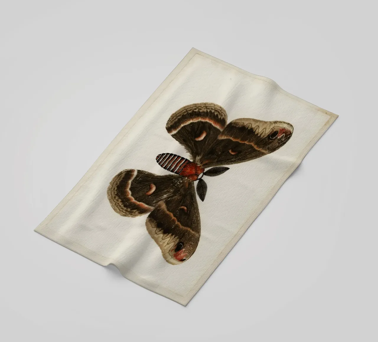 Cecropia Moth  Butterflies telo mare da vintageshop