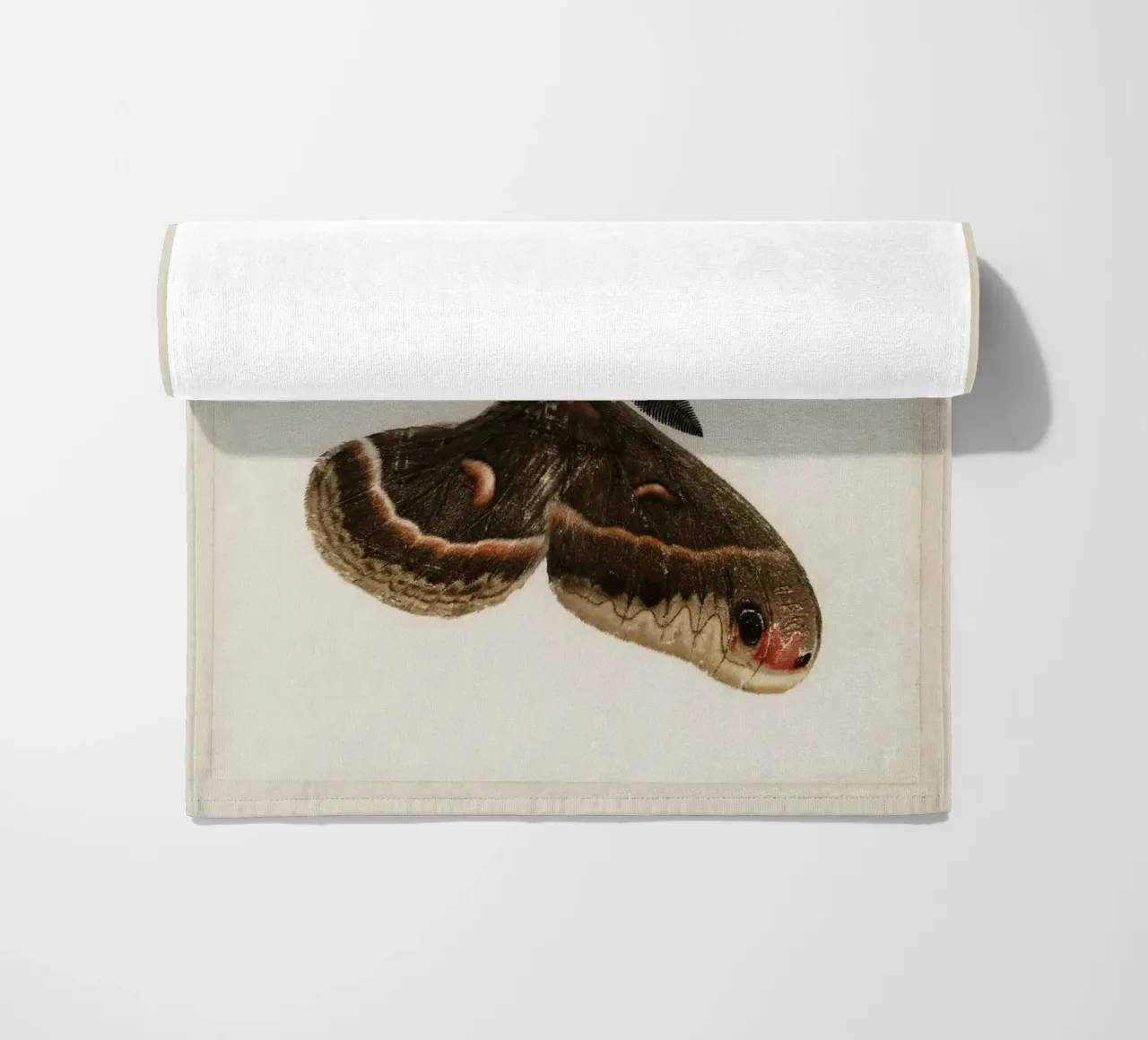 Cecropia Moth  Butterflies telo mare da vintageshop