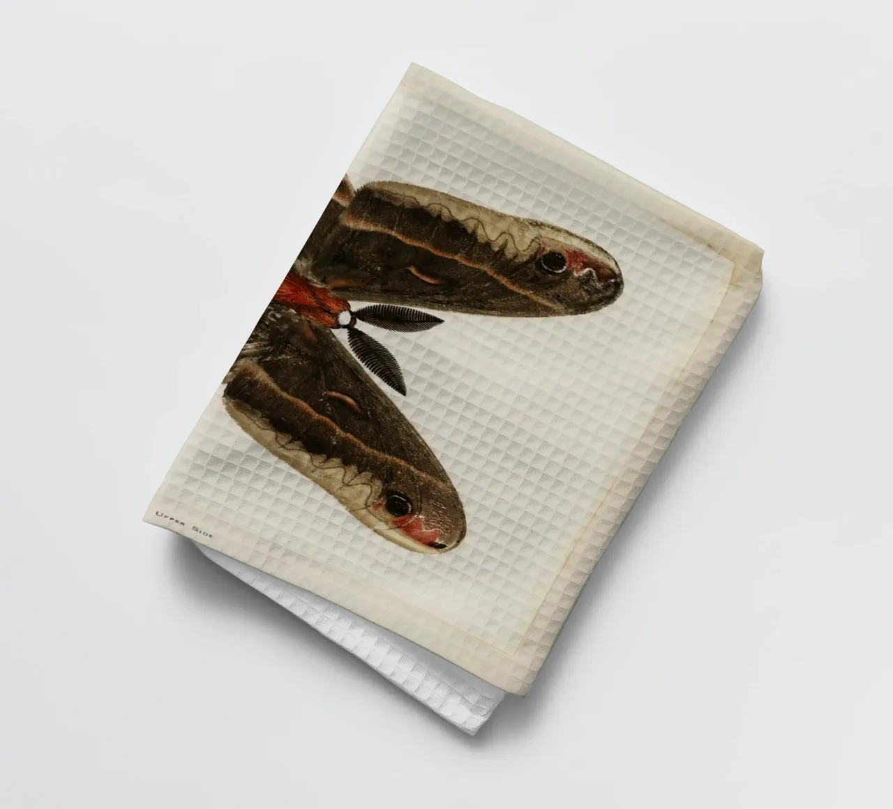 Cecropia Moth  Butterflies canovaccio da cucina da vintageshop