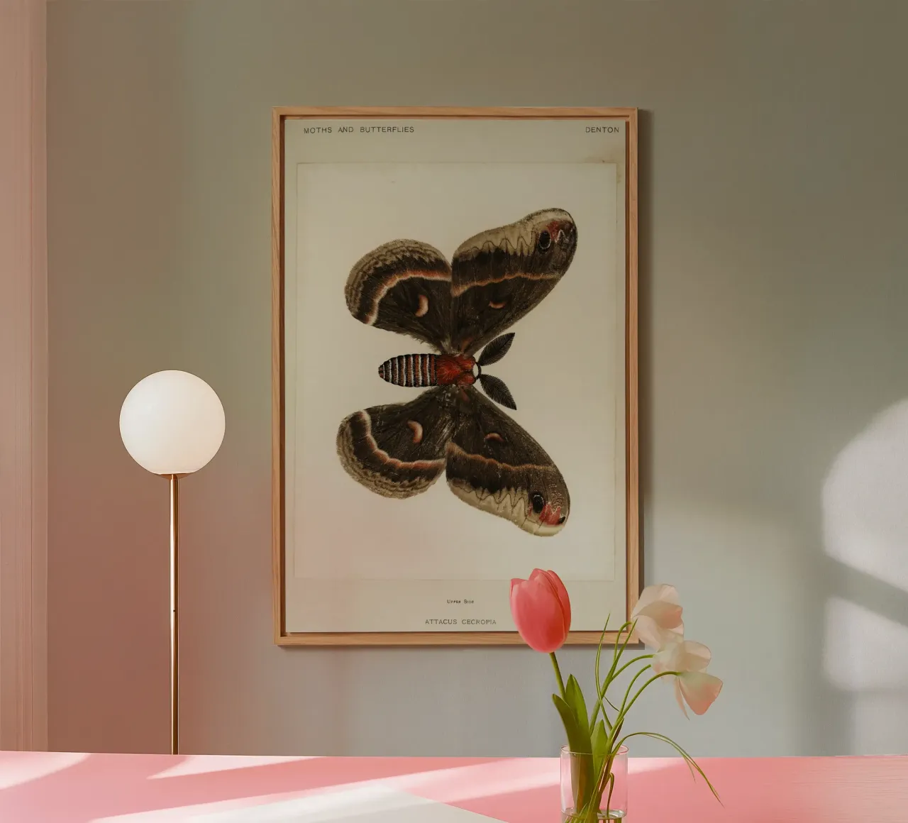 Cecropia Moth  Butterflies alluminio dibond da vintageshop