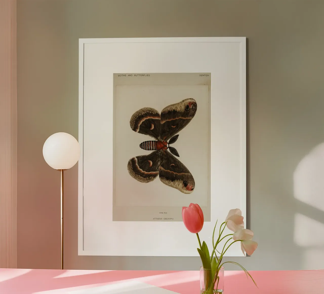 Cecropia Moth  Butterflies poster da vintageshop