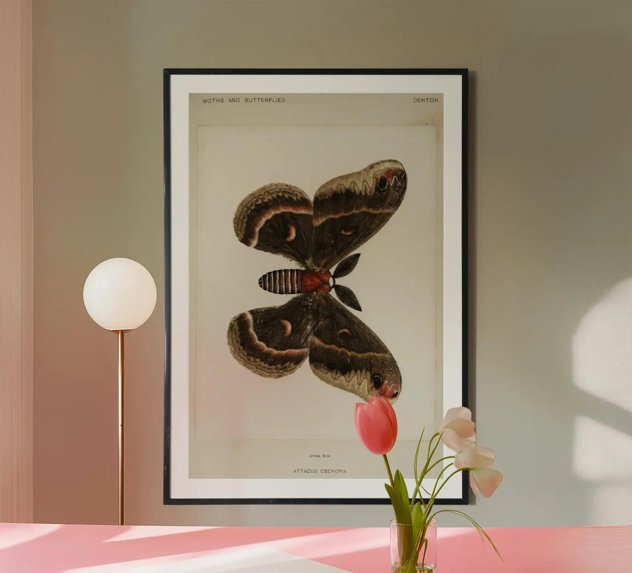 Cecropia Moth  Butterflies poster da vintageshop