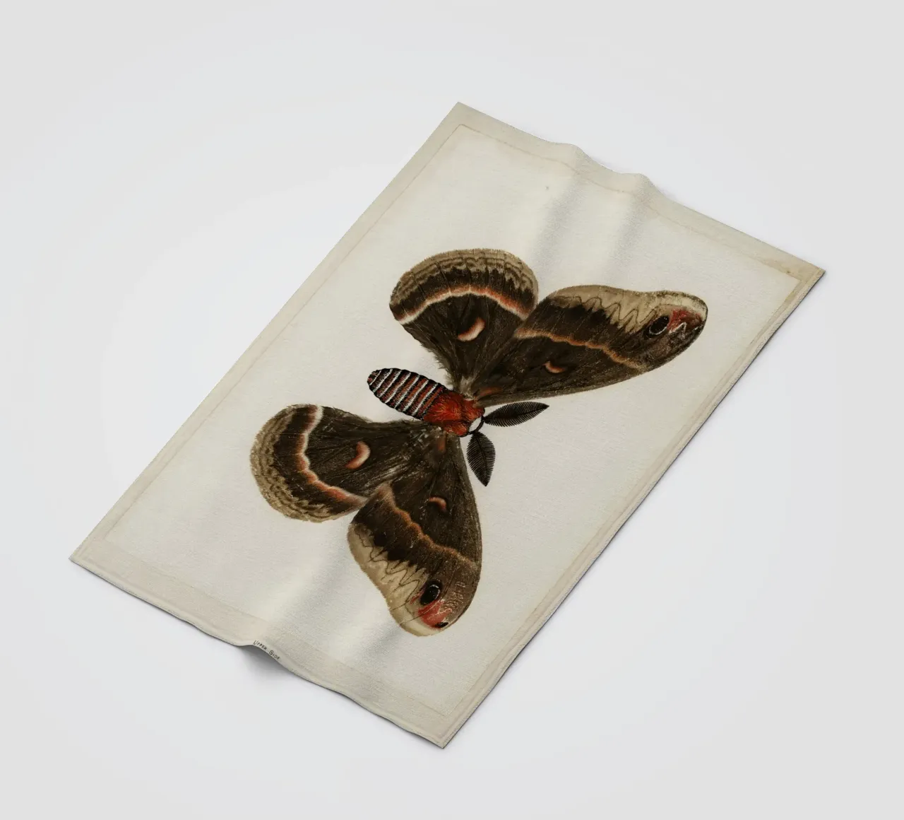 Cecropia Moth  Butterflies coperta in pile da vintageshop