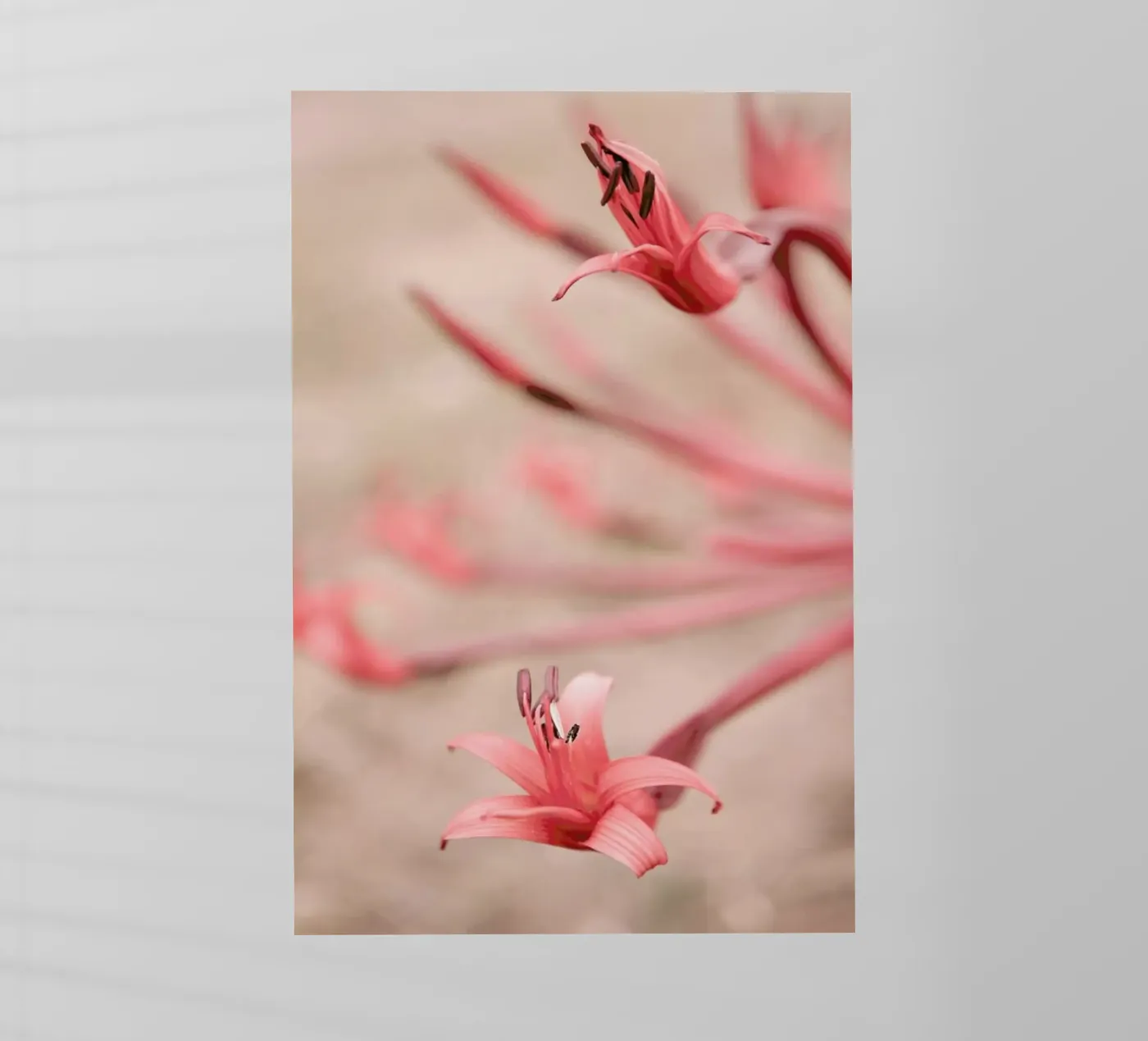 Fire Lilly pellicola backlit da Shot By Clint