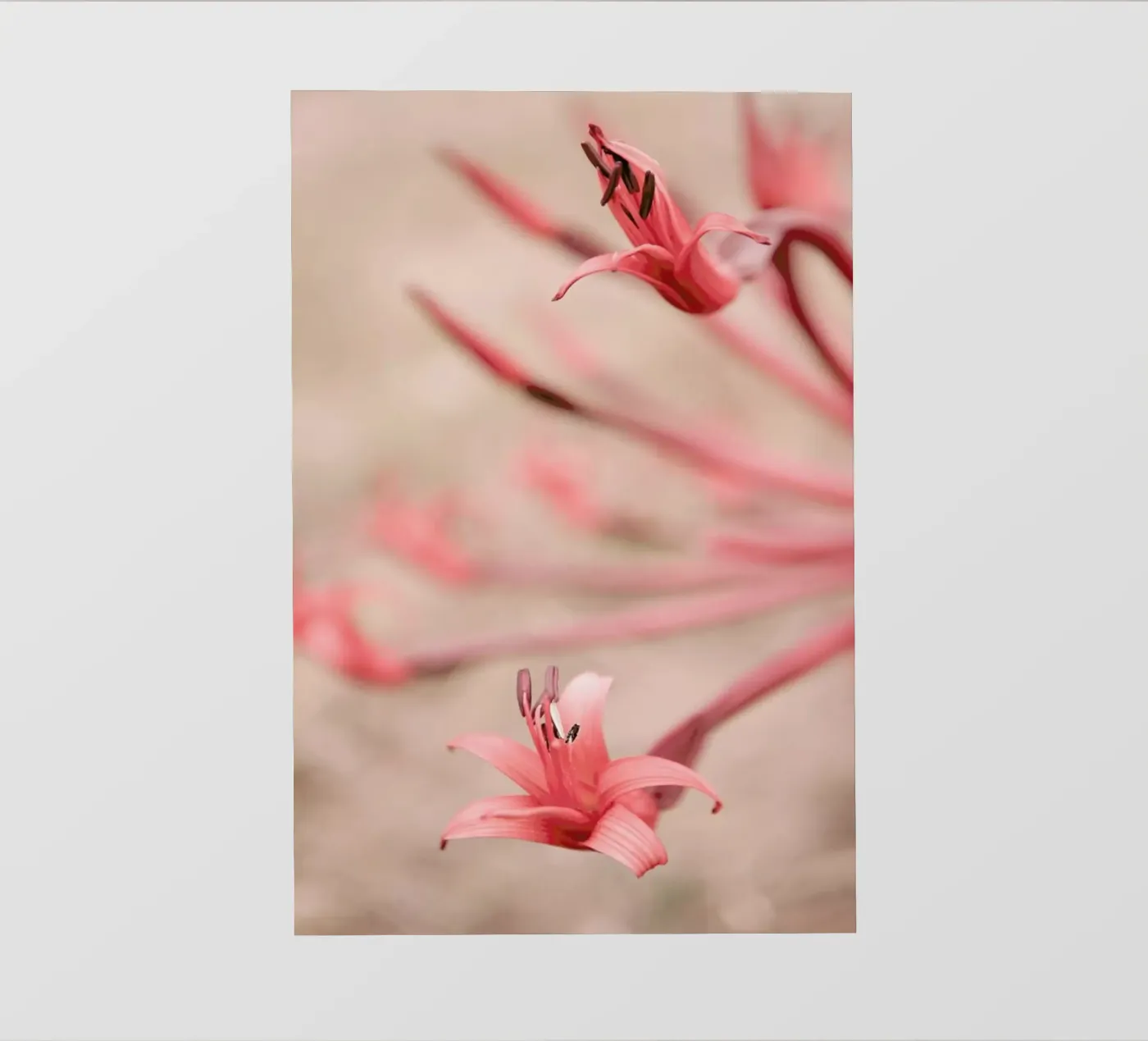 Fire Lilly pellicola backlit da Shot By Clint