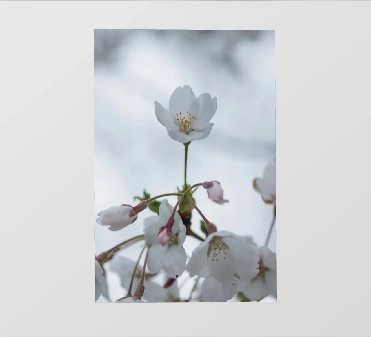 cherry blossoms white petals pvc cover by Earthly Visions